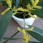 Acacia longifolia Flower