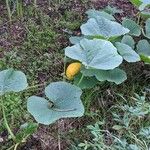 Cucurbita pepo عادت داشتن