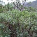 Artemisia californica Leht