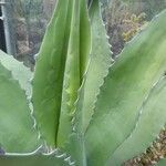 Agave salmiana 葉