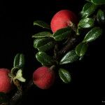 Cotoneaster integrifolius Vrucht