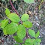 Rubus discolor برگ