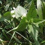 Lamium albumLeaf