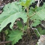 Solanum crinitum Habitus