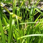 Carex pseudocyperus Leaf