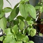 Tinantia erecta Blatt