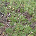 Arctostaphylos patula 整株植物