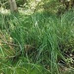 Carex riparia Feuille