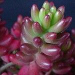 Sedum × rubrotinctum ഇല