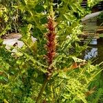 Acanthus montanus Habit