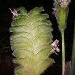 Calathea lasiostachya Leaf