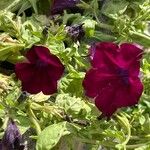 Petunia spp. Flors