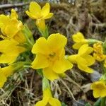 Primula strumosa Flor