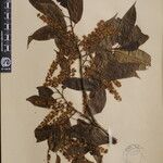 Prunus undulata その他の提案