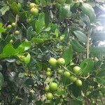 Acokanthera schimperi Blatt