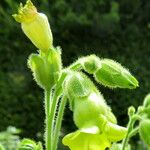 Nicotiana rustica Kwiat