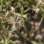 Erigeron divaricatus Плод