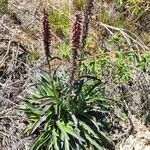 Digitalis parviflora Habitat