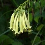 Phygelius aequalis Flower