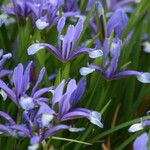 Iris sintenisii Flower