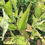 Verbena urticifolia Лист