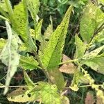 Verbena urticifolia Hoja