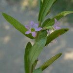 Lythrum hyssopifolia Blüte