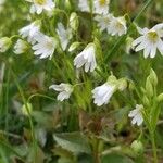 Moehringia ciliata Flower