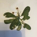 Pyracantha coccinea Leaf