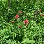 Castilleja miniata Flor