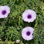 Ipomoea cairica ശീലം
