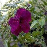 Petunia x atkinsiana മറ്റ്