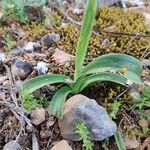 Orchis olbiensis Ліст