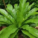 Asplenium antiquum Leaf