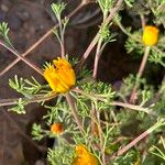 Cladanthus arabicus Flower