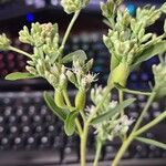 Eupatorium altissimum Flower