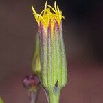 Senecio mohavensis Flor