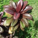 Cordyline indivisa পাতা