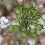 Iberis pinnata Gyümölcs