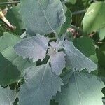 Chenopodium album Blad