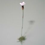 Dianthus pungens Flower