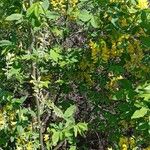 Laburnum anagyroides Συνήθη χαρακτηριστικά