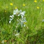 Ornithogalum nutansŽiedas