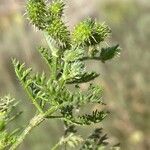 Caucalis platycarpos Fruit