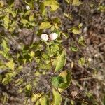 Symphoricarpos albusFruit