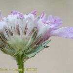 Lomelosia pulsatilloides Fiore