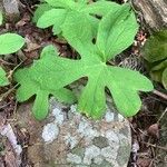 Petasites frigidus Blatt