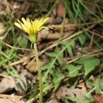 Taraxacum japonicum Blomma