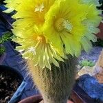 Parodia lenninghausii Flors