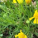 Helenium amarum List